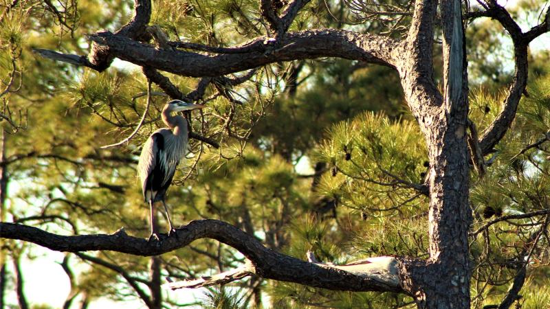 A bird perched on a tree branch.